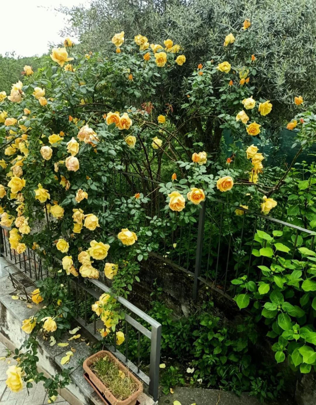 Amrita Rosa Otel Castellamonte Dış mekan fotoğraf